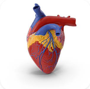 Heart