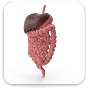 Liver