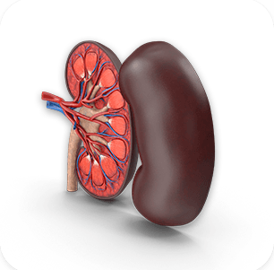 Kidney